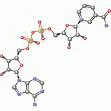 9028-12-0 Dehydrogenase, alcohol (nicotinamide adenine dinucleotide phosphate)